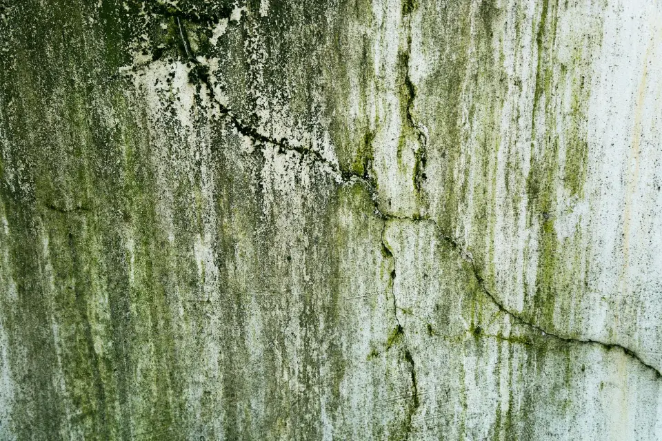 The Safehaven Story: Protecting Macon Homes & Businesses from Mold